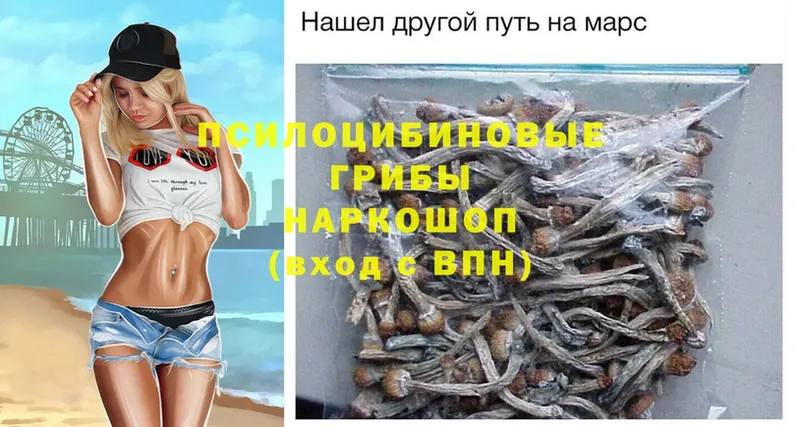 Галлюциногенные грибы Psilocybe  как найти наркотики  Каргополь 